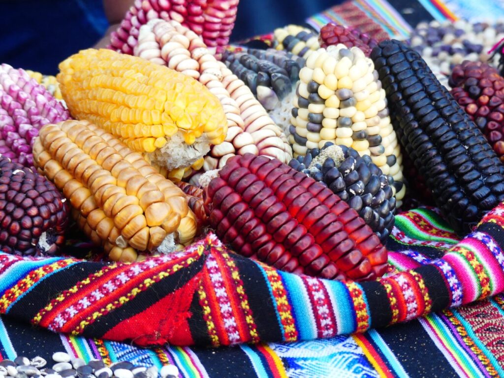 « De la semence à l’assiette… » – CCFD